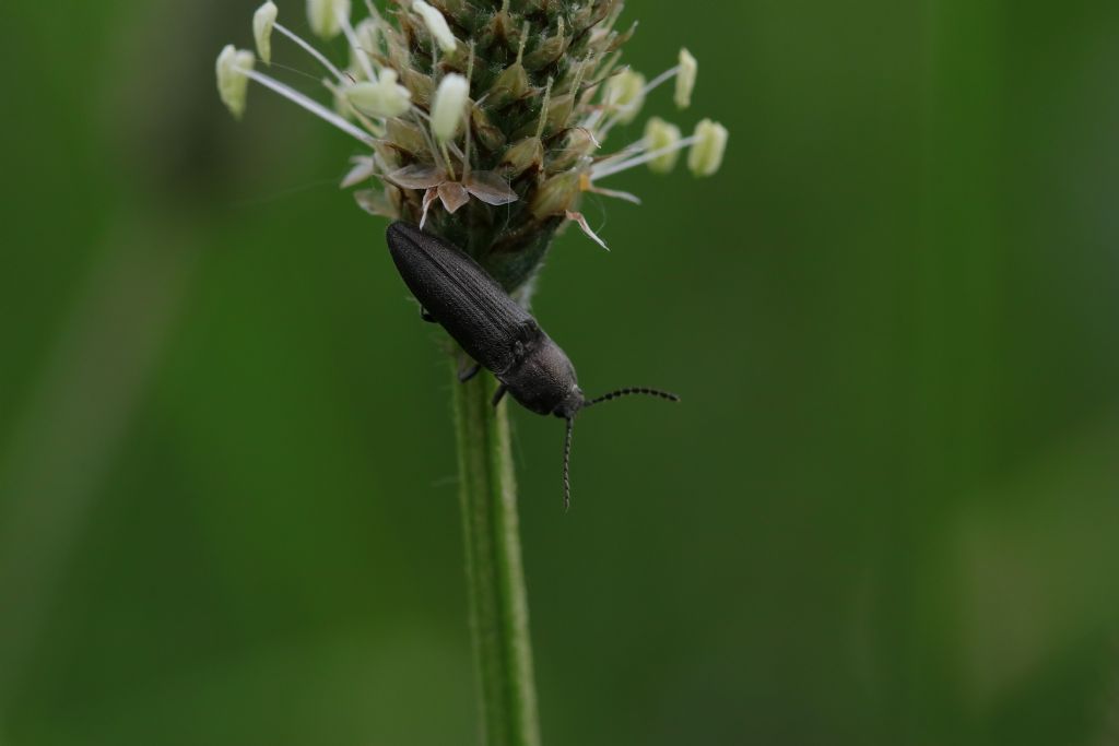 Elateridae: Cydnopus sp.??