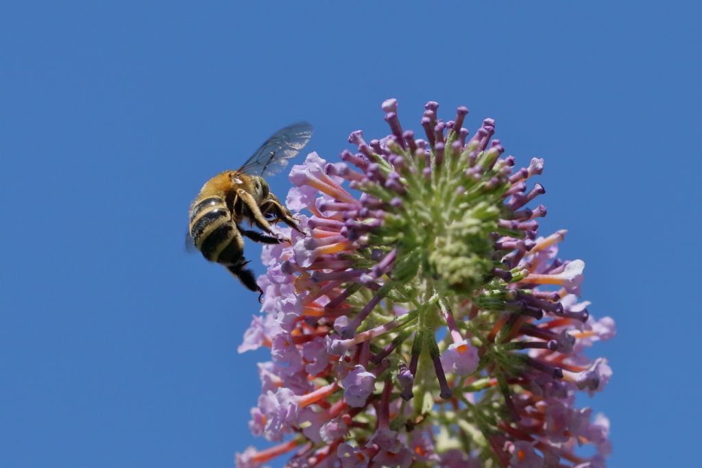 aiuto identificazione: Amegilla sp. (albigena ??)