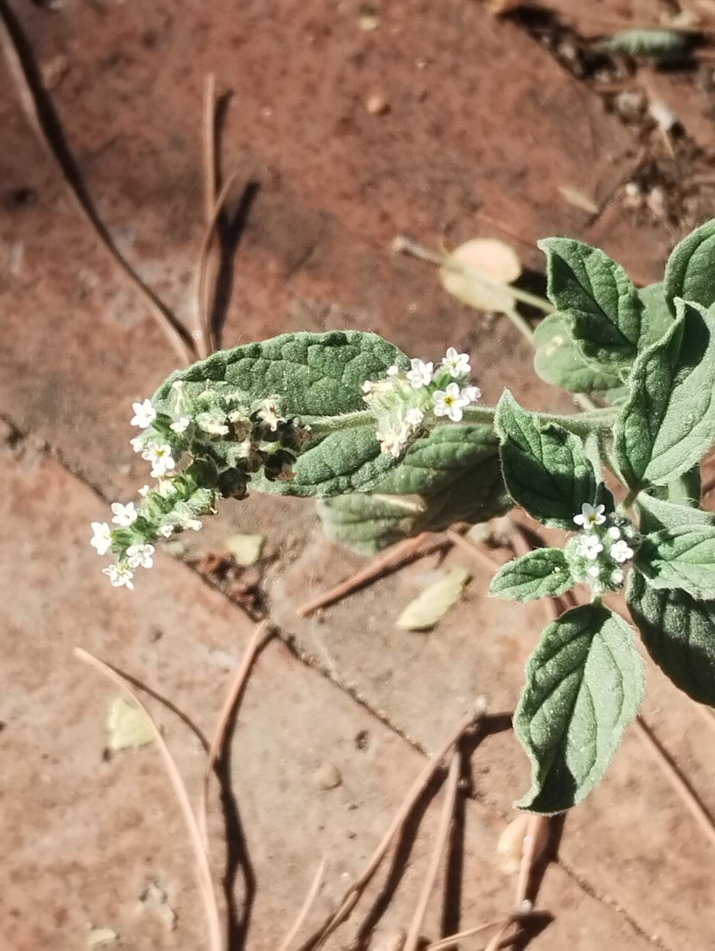 Heliotropium sp.