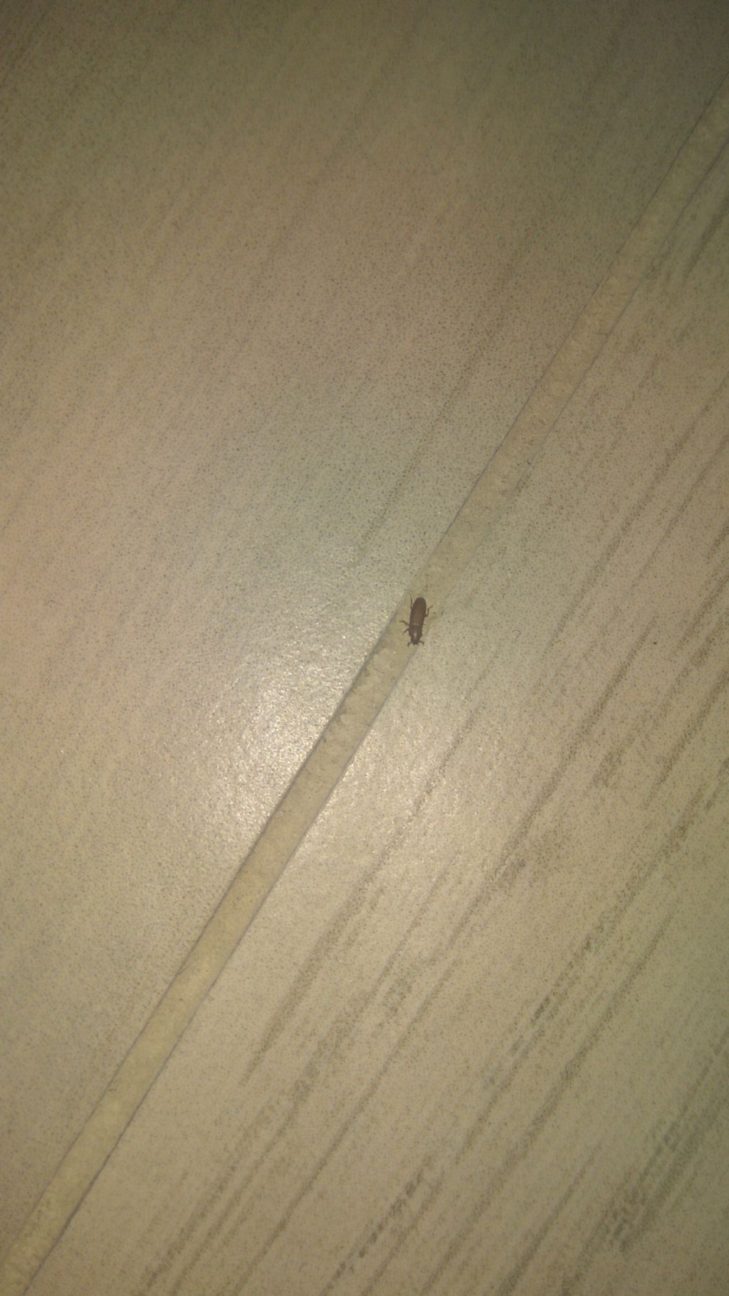 URGENTE!!! Tarlo lictide o tribolium? Sto diventando pazzo.