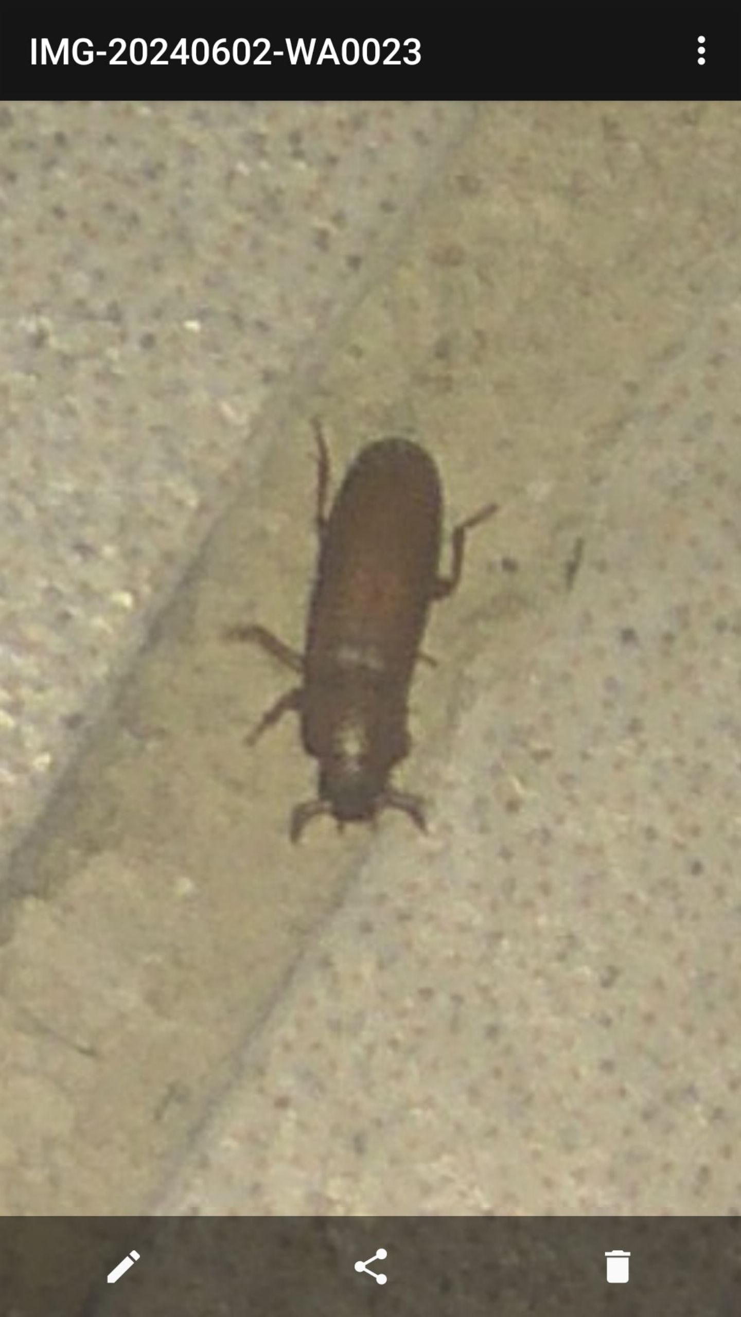 URGENTE!!! Tarlo lictide o tribolium? Sto diventando pazzo.