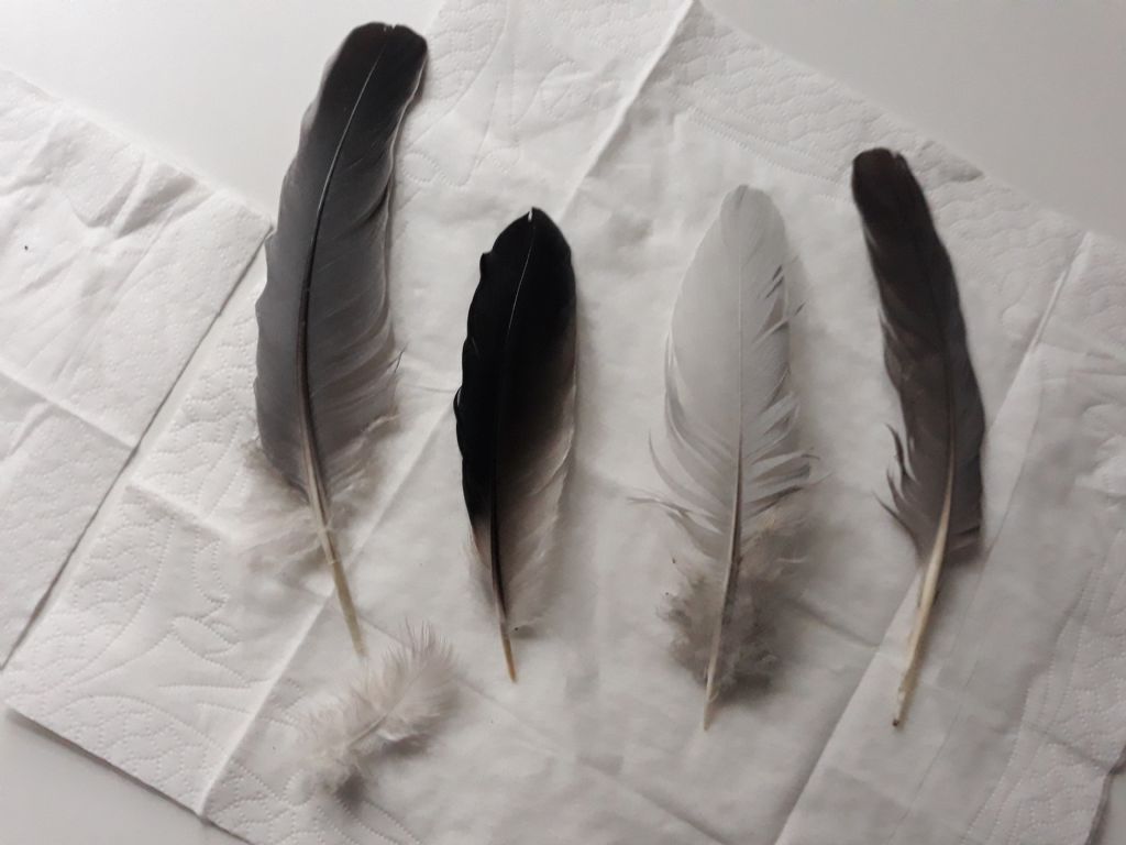 A quale uccello o rapace appartengono queste piume?