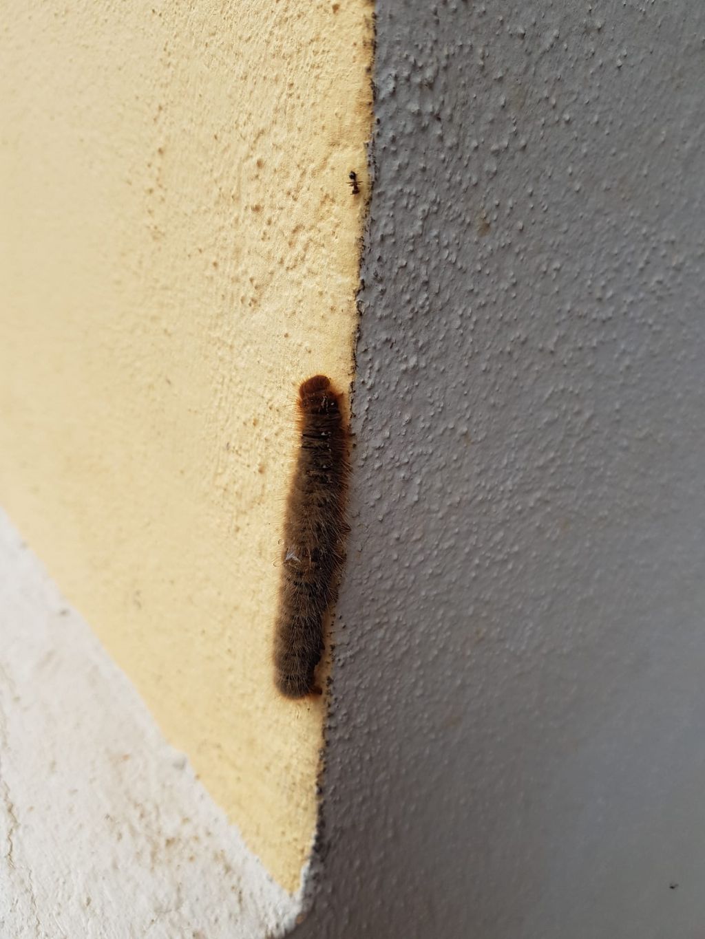 Identificazione di questo bruco: Lasiocampa (Lasiocampa) quercus - Lasiocampidae
