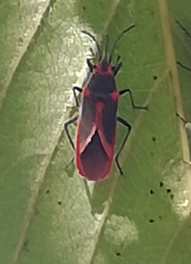 Identificazione di questo insetto
