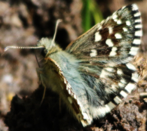 Pyrgus malvoides? S