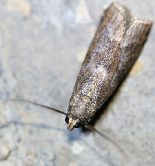 small moth - Indeterminata