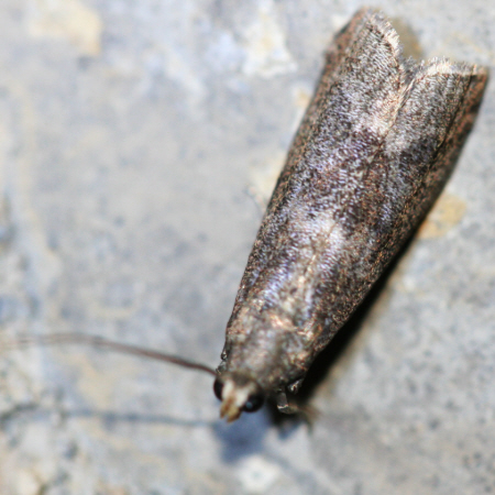 small moth - Indeterminata