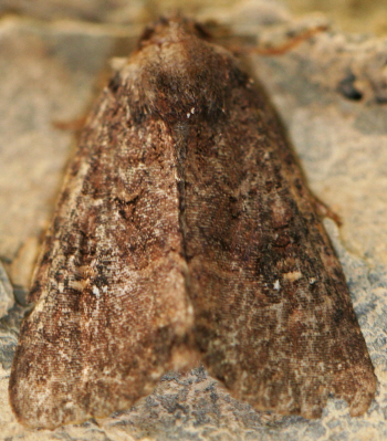 Identification needed - Noctuidae: Mesapamea sp.
