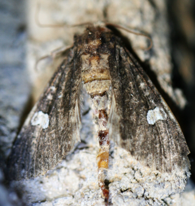 looks like a Noctuidae - Melanchra persicariae