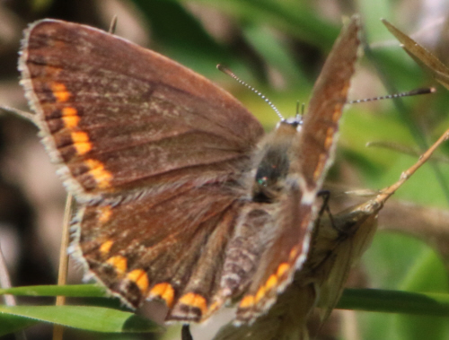 P. icarus ? S, femmina di Polyommatus (Polyommatus) icarus