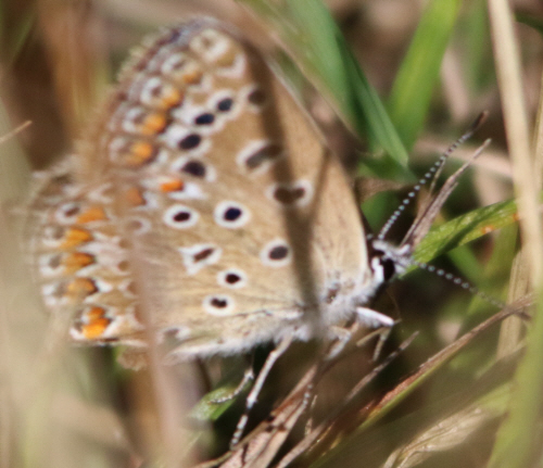 P. icarus ? S, femmina di Polyommatus (Polyommatus) icarus