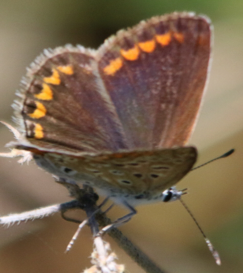 P. icarus ? S, femmina di Polyommatus (Polyommatus) icarus