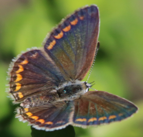 P. icarus ? S, femmina di Polyommatus (Polyommatus) icarus