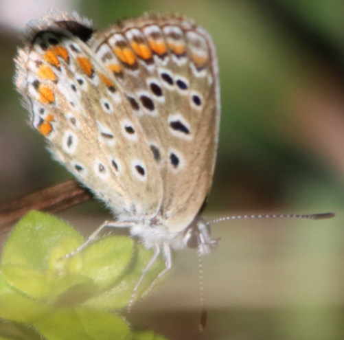 P. icarus ? S, femmina di Polyommatus (Polyommatus) icarus