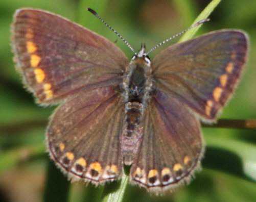 P. icarus ? S, femmina di Polyommatus (Polyommatus) icarus