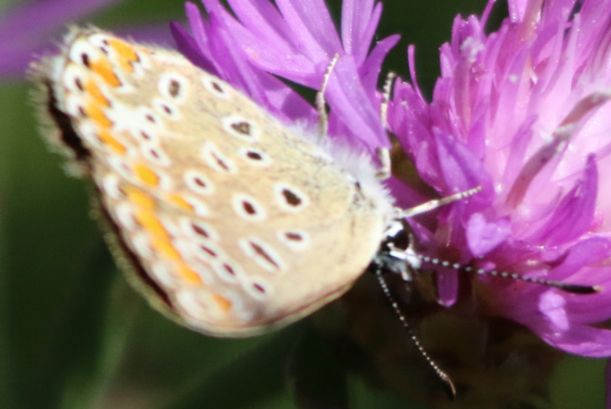 P. icarus ? S, femmina di Polyommatus (Polyommatus) icarus