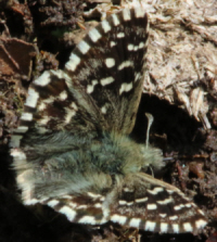 Pyrgus malvoides? S