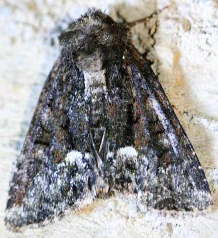 Noctuidae? S, Oligia sp.