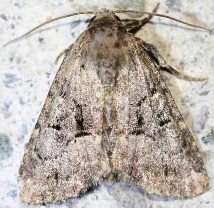 Molto probabilmente Noctuidae - S, Clemathada calberlai