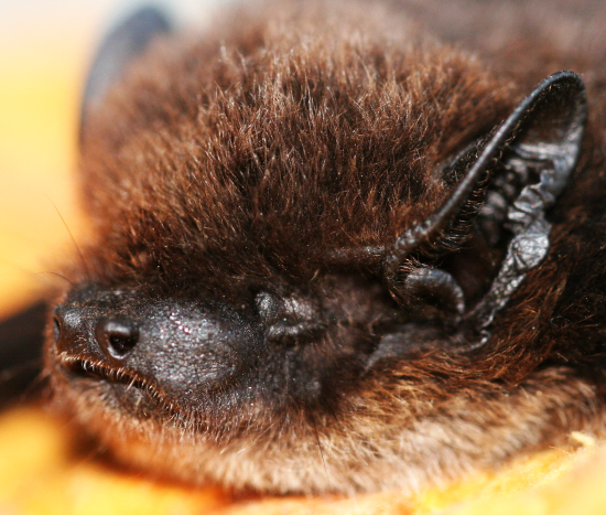 Un pipistrello bello ma quale?  Hypsugo savii  (Vespertilionidae)