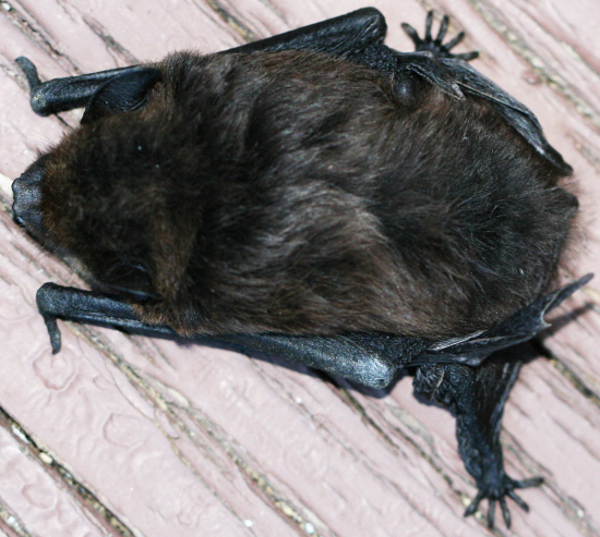 Un pipistrello bello ma quale?  Hypsugo savii  (Vespertilionidae)