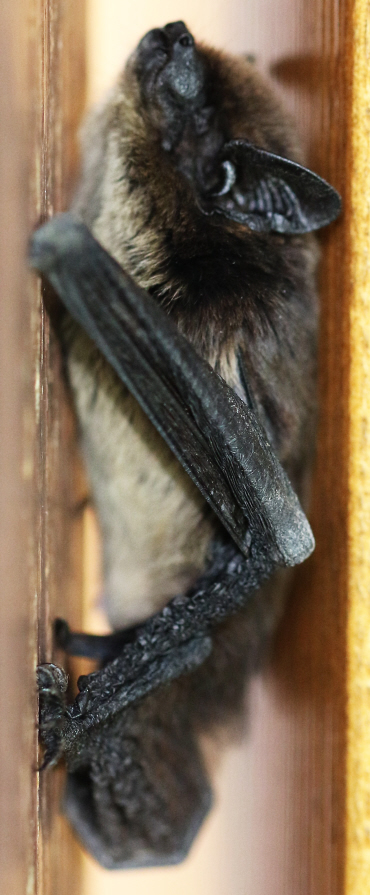 Un pipistrello bello ma quale?  Hypsugo savii  (Vespertilionidae)