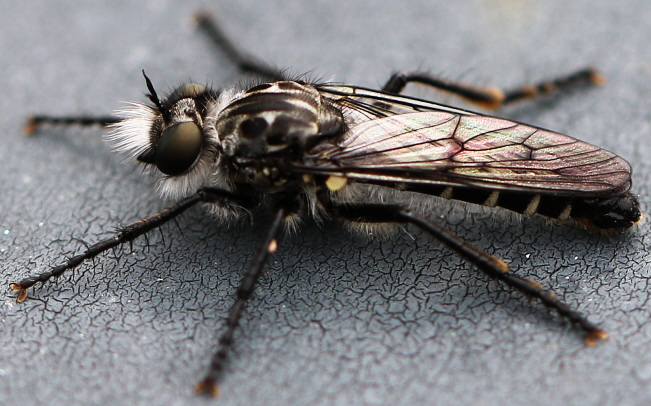 Asilidae ma quale? Cyrtopogon lateralis