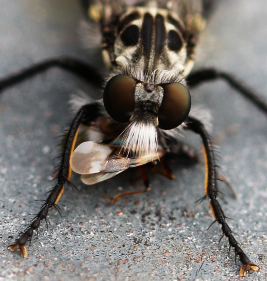 Asilidae ma quale? Cyrtopogon lateralis