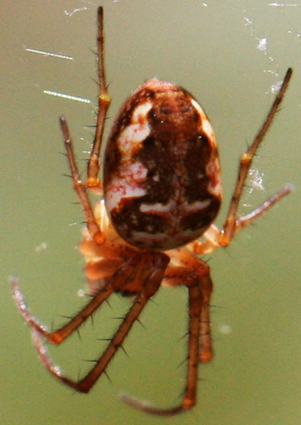 Metellina mengei (Tetragnathidae)?.... Metellina sp.  - Val Brembana (BG)