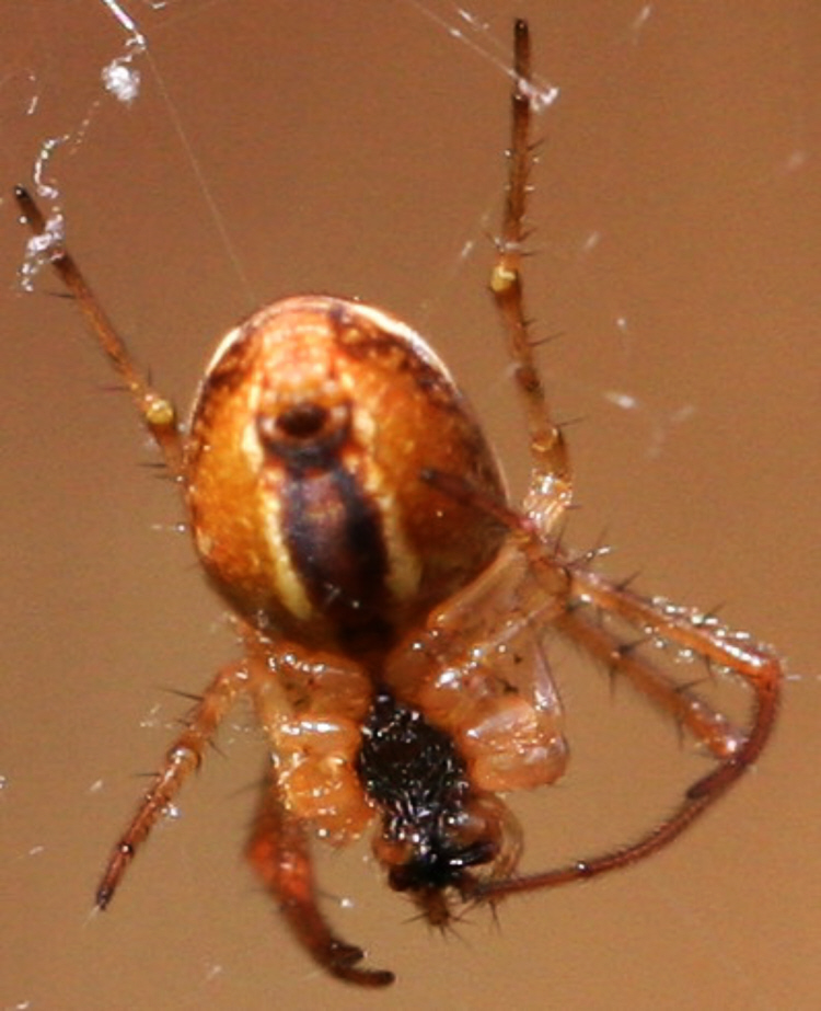Metellina mengei (Tetragnathidae)?.... Metellina sp.  - Val Brembana (BG)