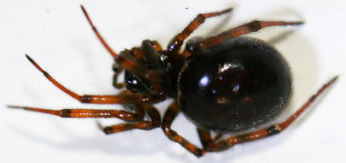 Crustulina guttata femmina? (Theridiidae)  No, Steatoda bipunctata - Val Brembana (BG)