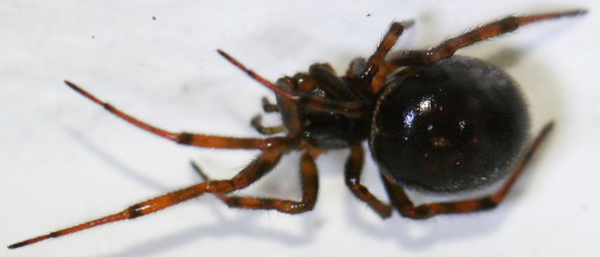 Crustulina guttata femmina? (Theridiidae)  No, Steatoda bipunctata - Val Brembana (BG)