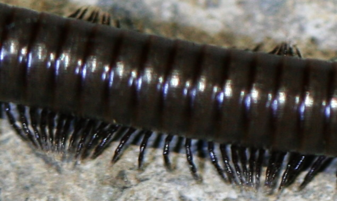 Myriapoda ma quale? Ommatoiulus rutilans?...Ommatoiulus  sp.