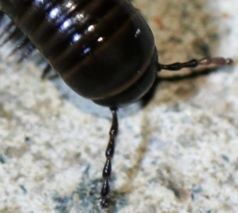 Myriapoda ma quale? Ommatoiulus rutilans?...Ommatoiulus  sp.