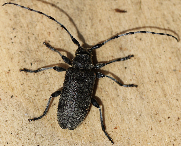 Cerambycidae ma quale?  Oplosia cinerea, femmina