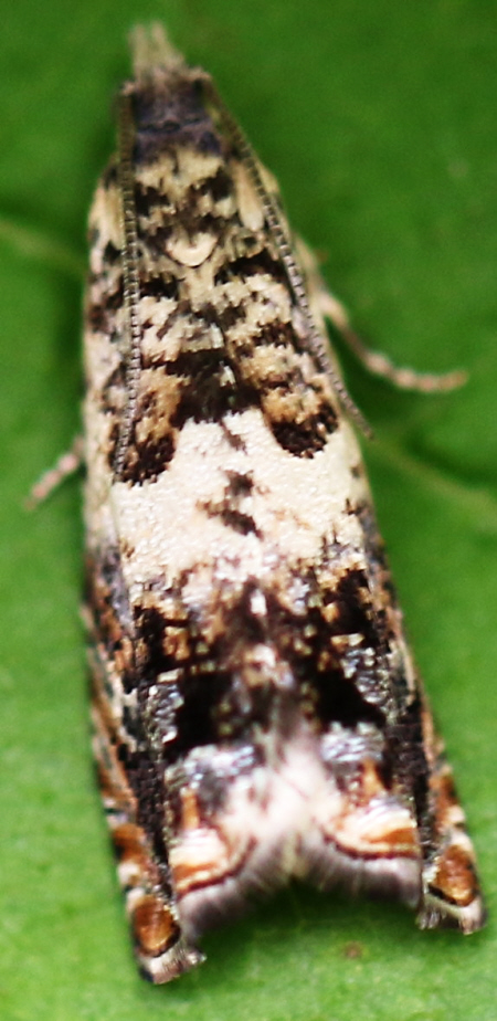 Epinotia subocellana (Tortricidae) ?? Si