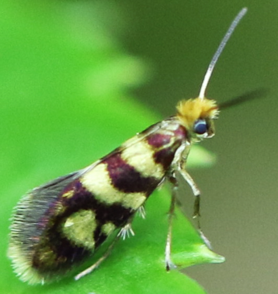 Micropterix sp. (Micropterigidae)