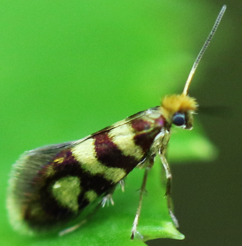 Micropterix sp. (Micropterigidae)