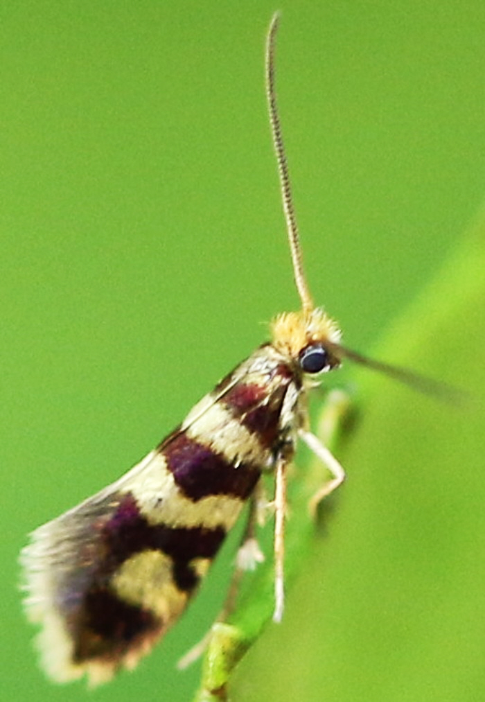 Micropterix sp. (Micropterigidae)