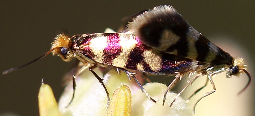 Micropterix sp. (Micropterigidae)