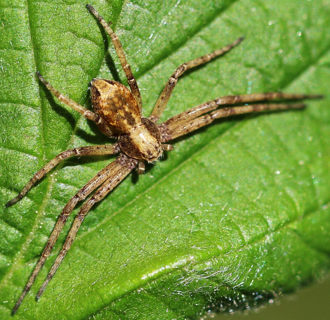 Philodromus aureolus o dispar o.... ???....Philodromus sp.