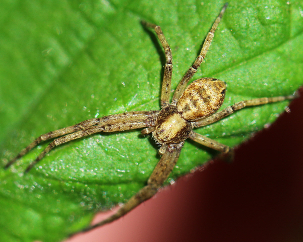 Philodromus aureolus o dispar o.... ???....Philodromus sp.