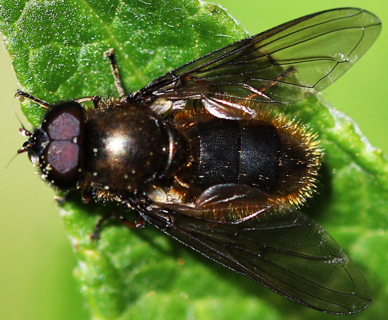 Syrphidae ?? Si, Cheilosia sp. maschio