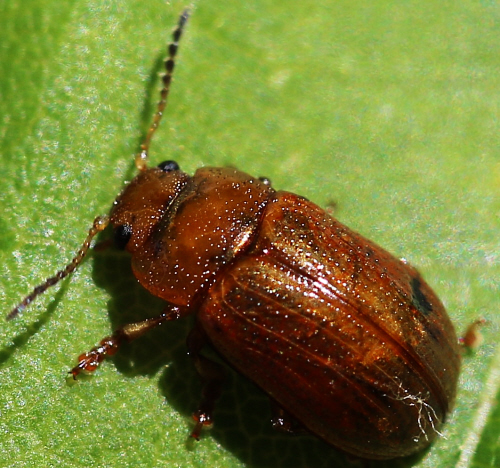 Chrysomelidae, Gonioctena quinquepunctata