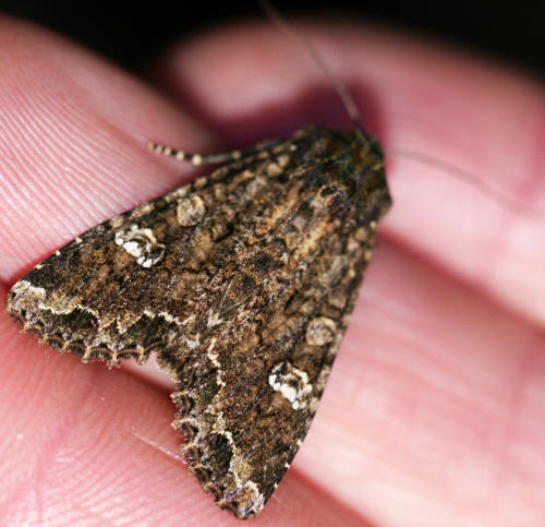 Mamestra brassicae ??  Noctuidae - S