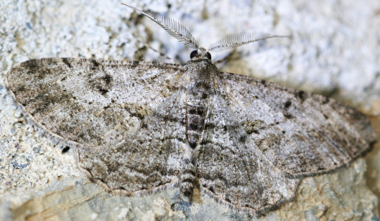 Geometridae ma quale?