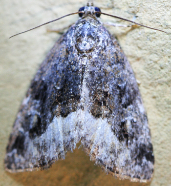 Identification needed - Deltote (Protodeltote) pygarga, Noctuidae