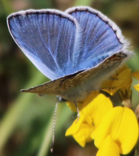 Polyommatus (Polyommatus) icarus (cfr.) e Polyommatus (Lysandra) bellargus