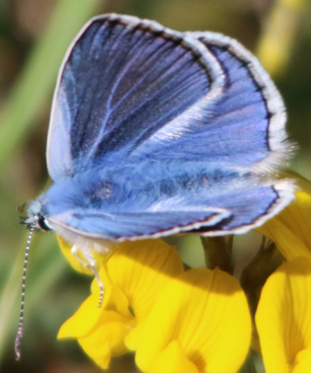 Polyommatus (Polyommatus) icarus (cfr.) e Polyommatus (Lysandra) bellargus