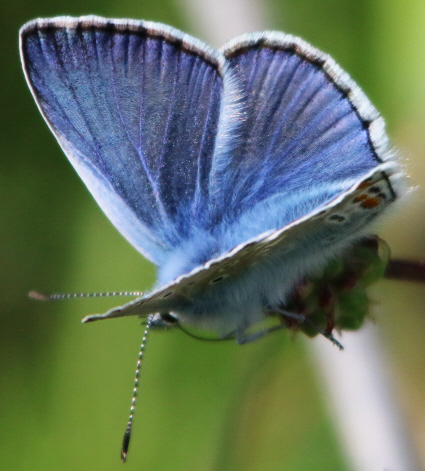 Polyommatus (Polyommatus) icarus (cfr.) e Polyommatus (Lysandra) bellargus